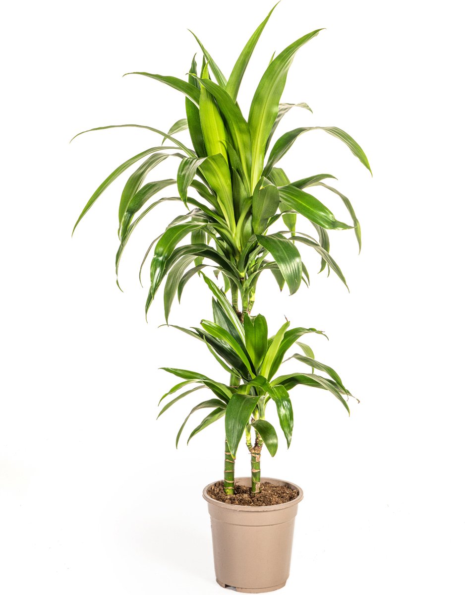 Plantenboetiek.nl | Dracaena Deremensis Lisa - Ø19cm - 70-80cm hoog - Kamerplant - Groenblijvend