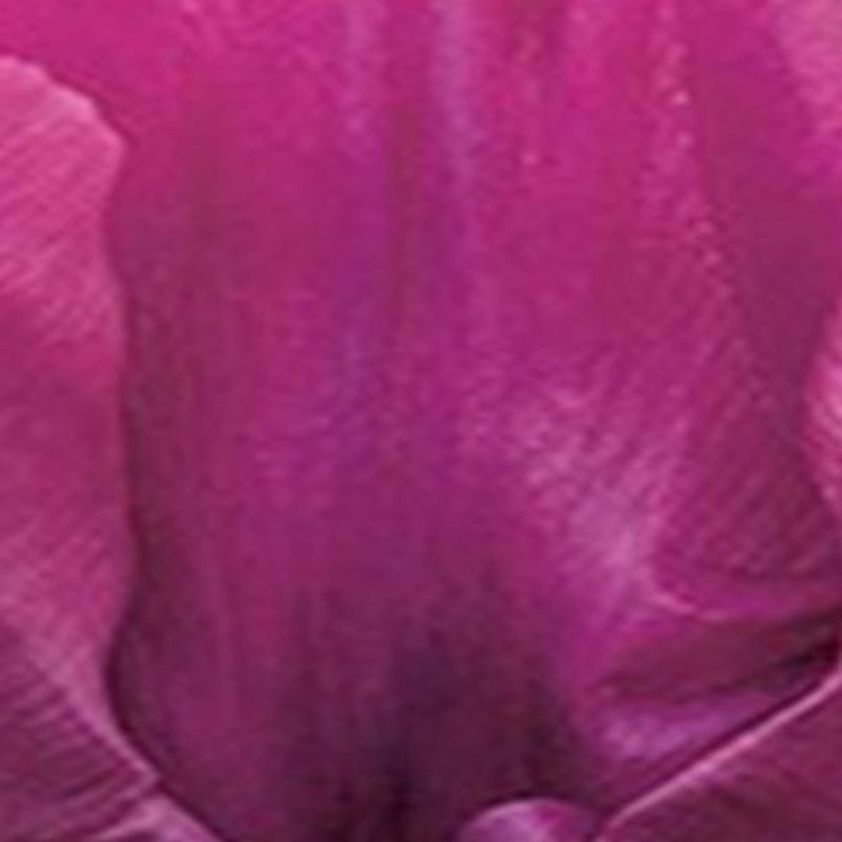 JUB - Tulipa Purple Prince
