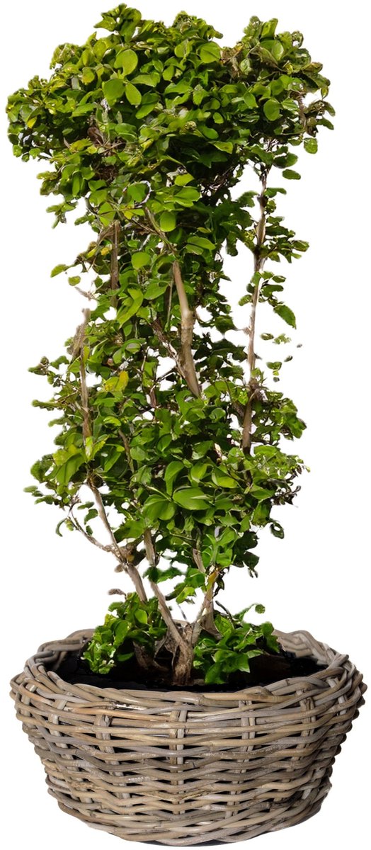 Van der Leeden Planten/bloemen schaal - rotan gevlochten - D36 x H28 cm - terrasschaal - mand - plantenmand - plantenschaal - bloemenschaal