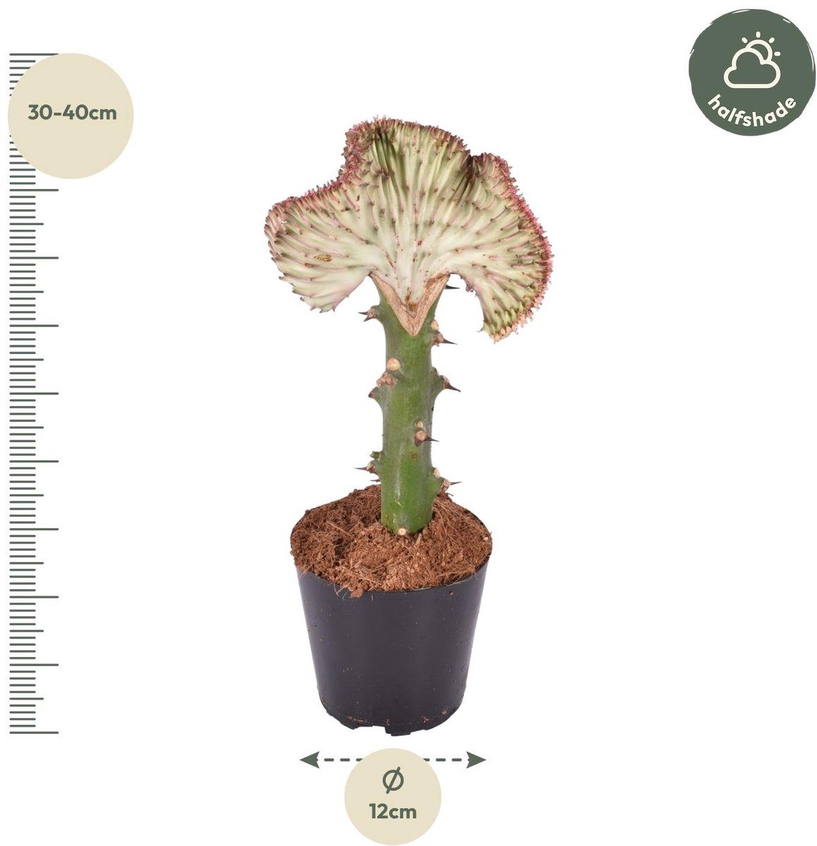 Euphorbia lactea Cristata rood - 35 cm - ø12 - (Ook)-Voor in huis - Vaste planten