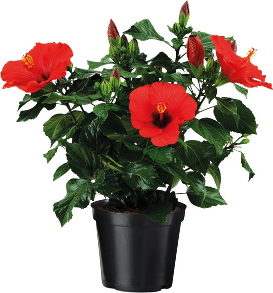 Plante en boîte - Hibiscus rouge - Hibiscus rosa-sinensis - Hauteur 40-50 cm - ø 17 cm - Plantes d'intérieur et d'extérieur - Rouge