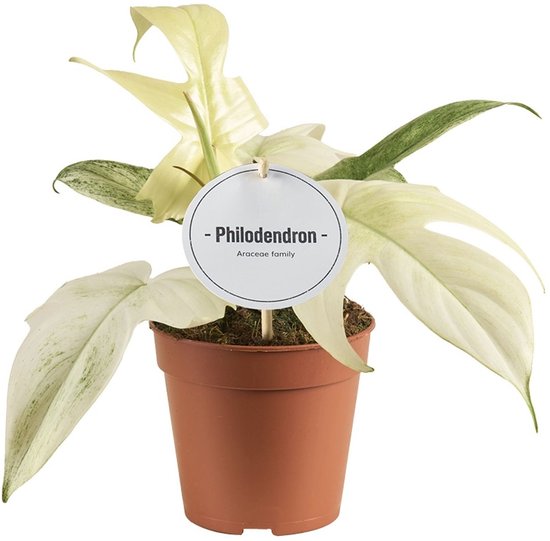 Philodendron Florida Ghost - Hoogte 25cm