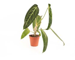 Anthurium Warocqueanum - Hoogte 45cm - Pot 12cm