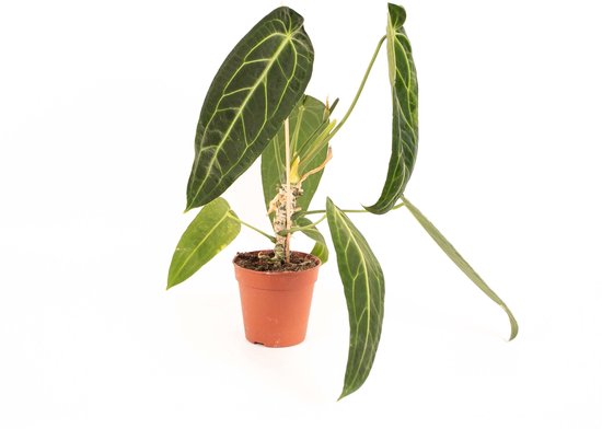 Anthurium Warocqueanum kopen
