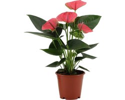 Anthurium Sweet Dream -36cm -Ø12