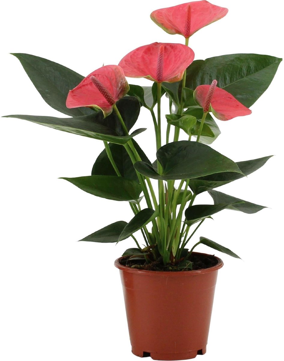 Anthurium Sweet Dream -36cm -Ø12