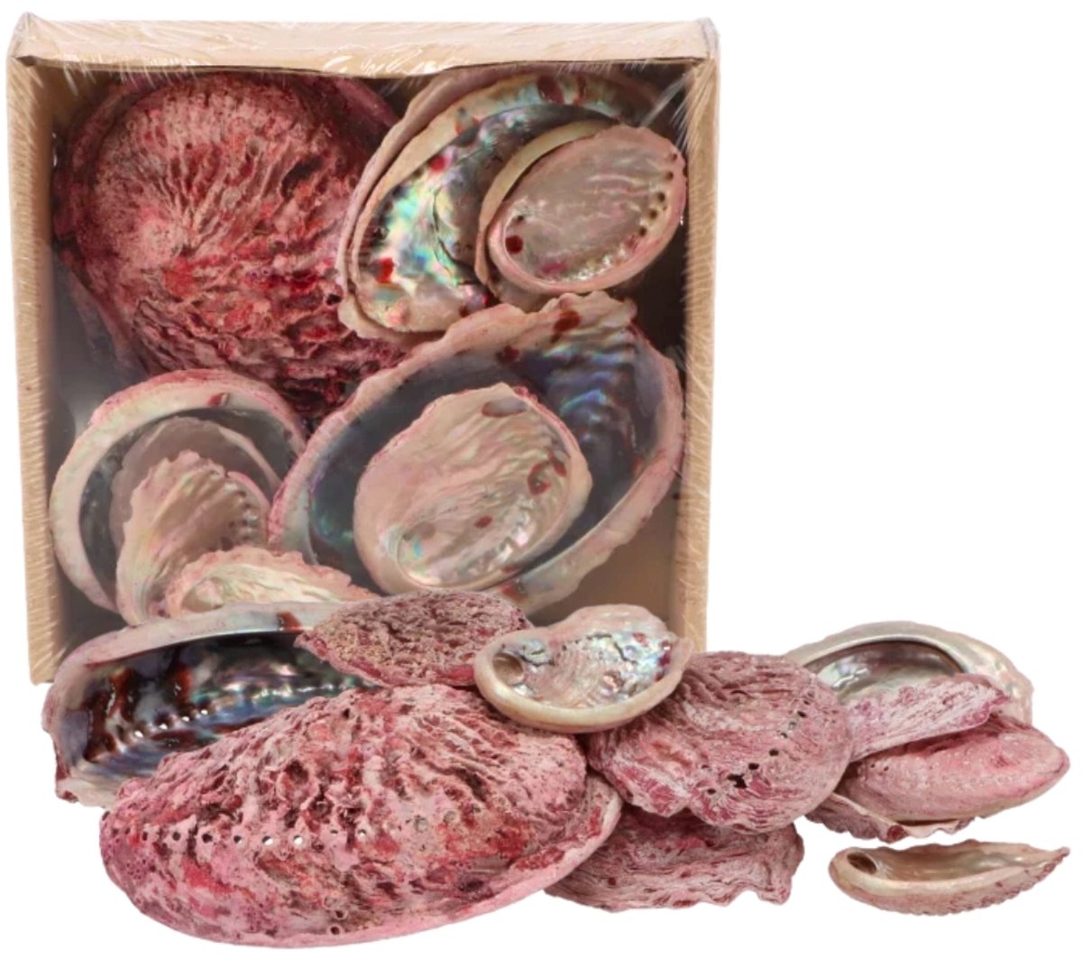 Decoratie Abelone schelpen - Mix - ca. 5 tot 11 cm.- 500 gram - Roze