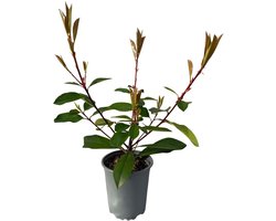 Green boutiQ - Haagplanten - Photnia fraseri Red Robin - blad rood groen - 8 planten - 1 strekkende meter - groenblijvend - pot 9cm hoogte 30-35cm