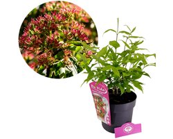 Heptacodium miconioides, Zevenzonenboom , 3 liter pot