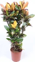 Kamerplant van Botanicly – Croton – Hoogte: 140 cm – Codiaeum variegatum Petra