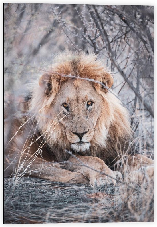 dibond-liggende-leeuw-tussen-kale-takken-40x60cm-foto-op-aluminium