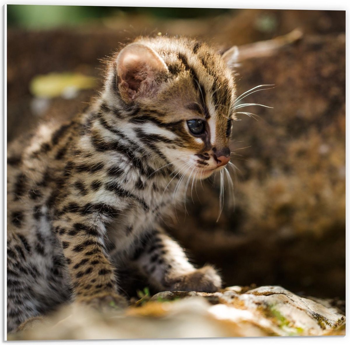 Forex - Baby Tijger - 50x50cm Foto op Forex