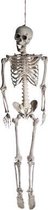 Hangpop Skelet 42x19x160cm