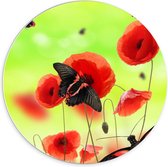 Forex Wandcirkel - Rood met zwarte Vlinder op Bloem - 70x70cm Foto op Wandcirkel (met ophangsysteem)