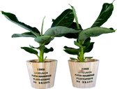 2x Mooie Bananenplant in speciale pot | Musa Kamerplant | Leuk als cadeau | Plant met mooie grote bladeren en mogelijk na 3 jaar je eigen bananen Ø 12 cm - Hoogte 30 cm (waarvan +/- 20 cm pla