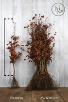 25 stuks | Rode beuk Blote wortel 60-80 cm Extra kwaliteit - Bladverliezend - Populair bij vogels - Prachtige herfstkleur - Snelle groeier