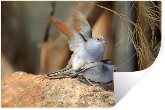Sticker Muursticker Pigeon de Diamant - Deux pigeons de diamant se posent  sur la... | bol.com