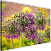 Schilderij Bloem knoflook decoratief, 2 maten