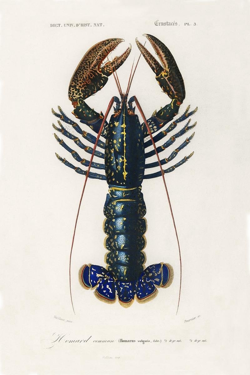 Esque Vintage Poster Kreeft - Crustaceans - Schoolplaat Zeedieren - Illustratie Dieren - 50x70 cm Losse poster