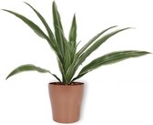 Kamerplant Dracaena Warnecki - ± 20cm hoog – 12cm diameter - in koperkleurige pot