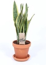 Sansevieria Laurentii terracotta met schotel