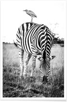 JUNIQE - Poster Zebra and Friend -30x45 /Wit & Zwart