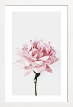 JUNIQE - Poster in houten lijst Peony Pink and Grey -60x90 /Ivoor &