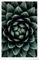 JUNIQE - Poster Cactus hart -30x45 /Groen