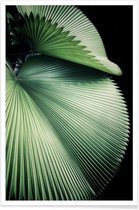 JUNIQE - Poster Sharp Palm -20x30 /Groen