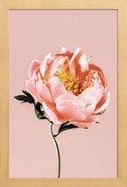 JUNIQE - Poster in houten lijst Coral Peony -30x45 /Roze