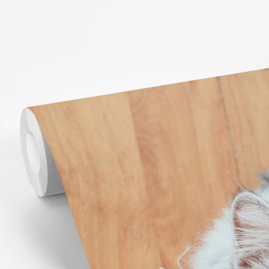 Papier peint photo en vinyle - Looking up Maine Coon cat largeur 260 cm x hauteur 260 cm - Tirage photo sur papier peint (disponible en 7 tailles)
