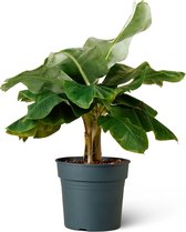 Bananenplant (Musa Cavendish) Kamerplant - Groot - Hoogte 110cm - Potmaat 34cm - Plantery
