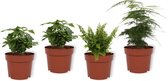 Set van 4 Kamerplanten - 2x Coffea Arabica & 1x Asparagus Plumosus & 1x Nephrolepis Vitale - ± 25cm hoog - 12cm diameter