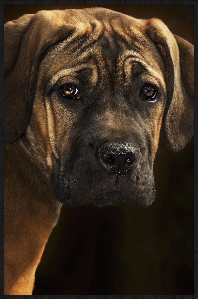 Schilderij - Bordeaux hond - Collectie faces - Forex met zwarte lijst - 98x148cm