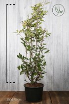 10 stuks | Glansmispel 'Red Robin' Pot 150-175 cm Extra kwaliteit - Bloeiende plant - Makkelijk te snoeien - Vruchtdragend - Wintergroen