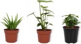 Set van 3 Kamerplanten - Aloë Vera & Monstera Deliciosa & Coffea Arabica - ±  30cm hoog - 12cm diameter