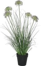 Gras in pot H74cm (1 stuk) assorti