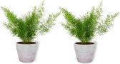 2x Kamerplant Asparagus Sprengeri - Sierasperge - ± 25cm hoog - ⌀  12cm - in lila betonnen pot