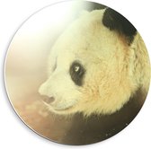 Forex Wandcirkel - Hoofd van Panda - 40x40cm Foto op Wandcirkel (met ophangsysteem)