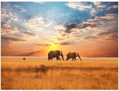 Fotobehang - Afrikaanse Savanne Olifanten 250x193cm - Vliesbehang