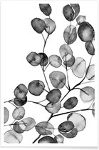 JUNIQE - Poster Eucalyptus waterverf zwart-wit -40x60 /Grijs & Wit
