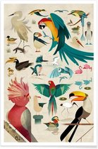 JUNIQE - Poster Vintage vogels -30x45 /Kleurrijk