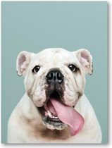 Schattig portret van witte Bulldog Puppy - A2 Poster Staand - 42x59cm - Besteposter - Dieren