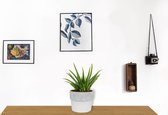 Kamerplant Aloe Vera - ↕ ± 30cm - Ø  12cm - in betonnen witte pot