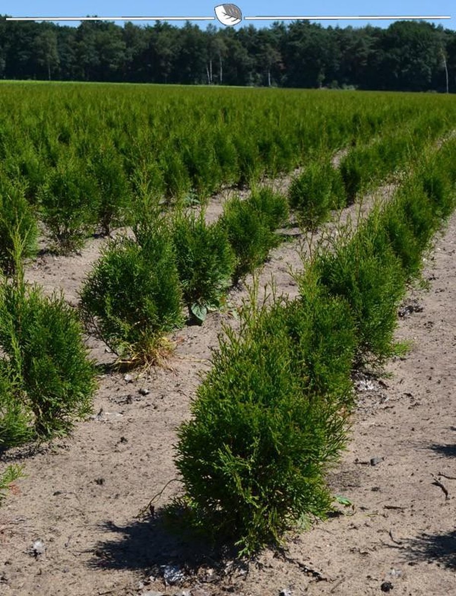 Westerse Levensboom Thuja Smaragd 60-80 cm, 8x Haagplant