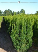 Venijnboom Taxus media Hicksii 80-100 cm, 5x Haagplant