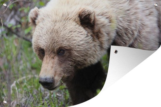 Gros plan d'une affiche de jardin de l'ours grizzli toile lâche