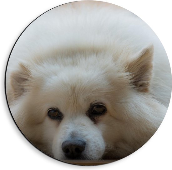 Dibond Wandcirkel - Liggende Witte Hond - 40x40cm Foto op Aluminium Wandcirkel (met ophangsysteem)