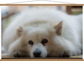 Schoolplaat – Liggende Witte Hond - 120x80cm Foto op Textielposter (Wanddecoratie op Schoolplaat)