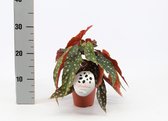Kamerplant van Botanicly – Stippenbegonia – Hoogte: 20 cm – Begonia Maculata